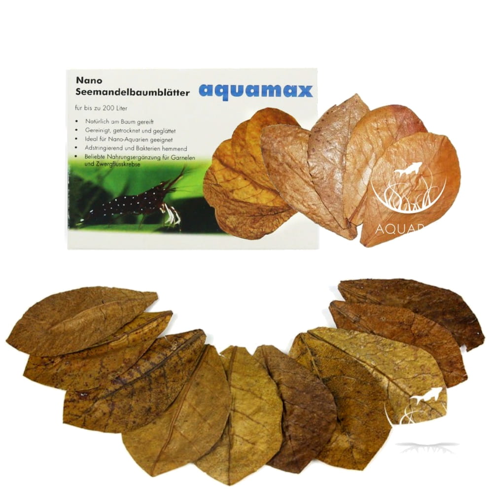 nanoLIŚCIE ketapangu3.jpg